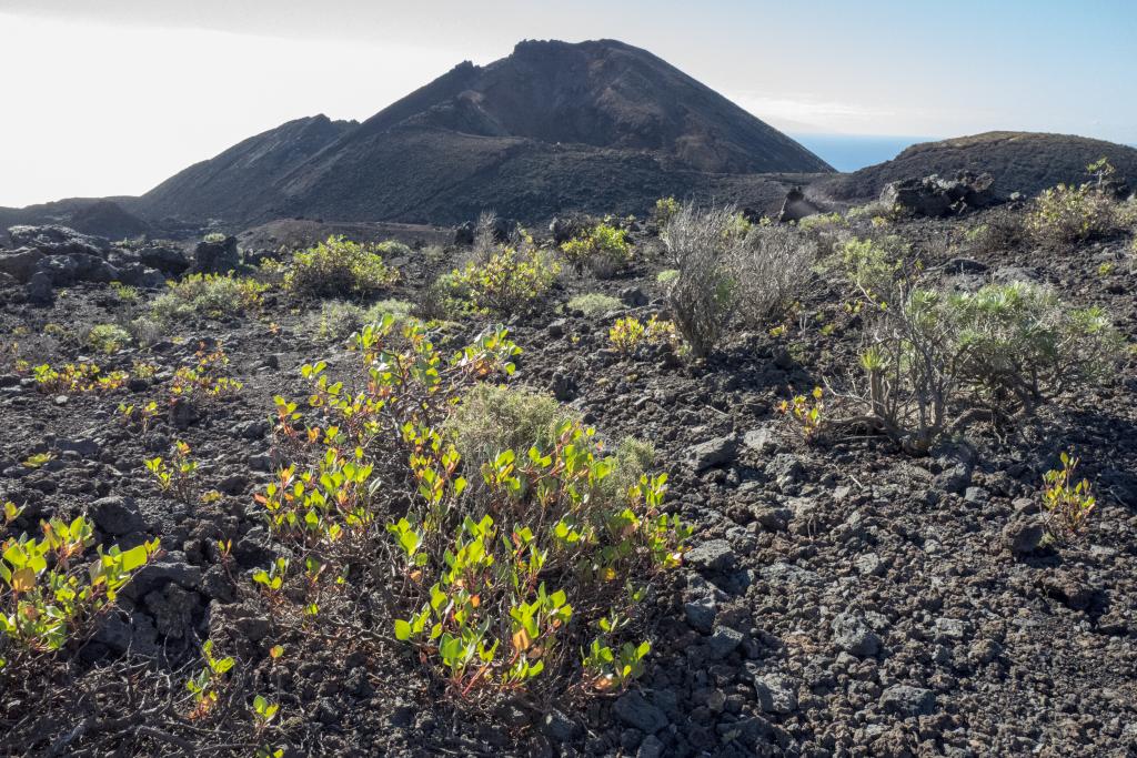Sur le volcan Tanaguio, La Palma [Canaries] - 2017