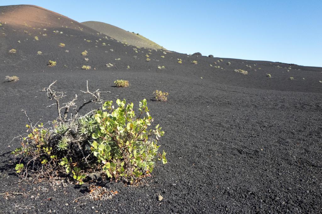 Sur le volcan Tanaguio, La Palma [Canaries] - 2017