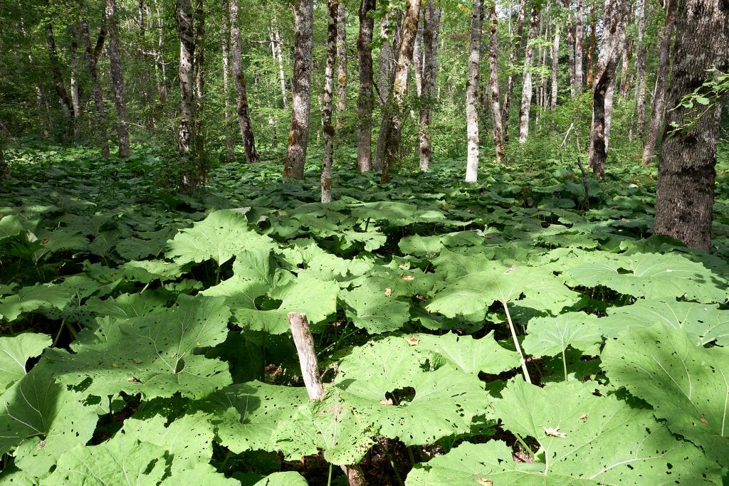 Forêt primaire de Biogradska Gora [Monténégro] - 2021