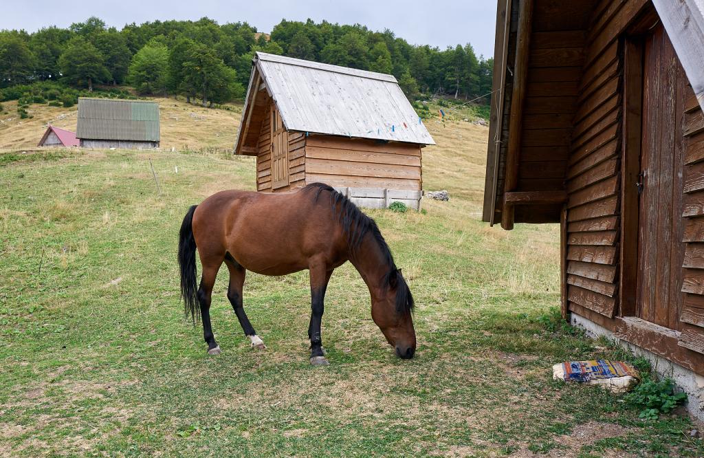 Parc national de Biogradska Gora [Monténégro] - 2021