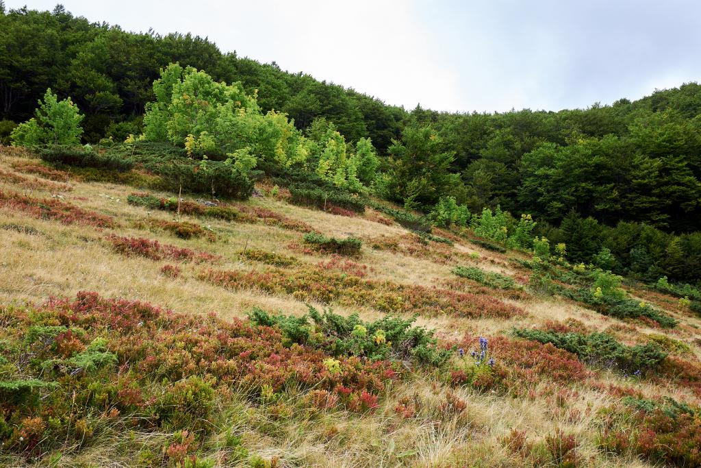 Parc national de Biogradska Gora [Monténégro] - 2021