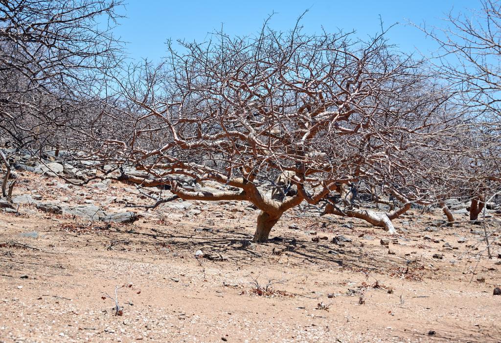 Pays Himba [Namibie] - 2021 