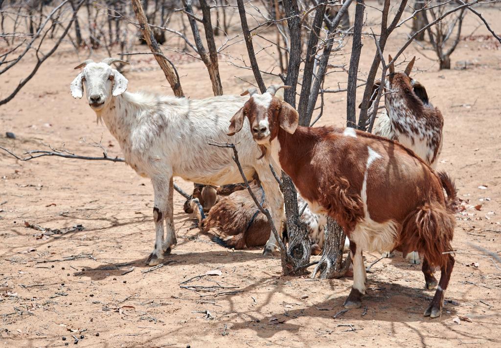 Pays Himba [Namibie] - 2021 