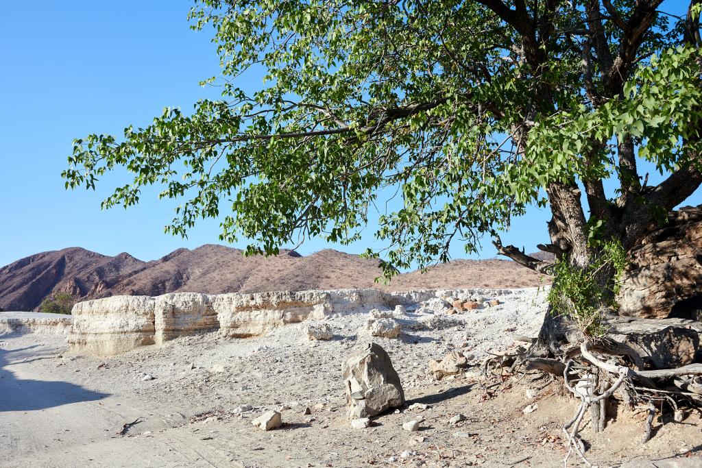 Le long de la rivière Hoanib [Namibie] - 2021 