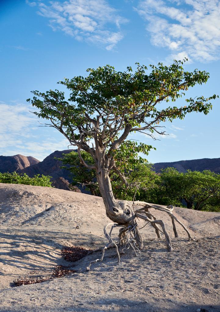 Le long de la rivière Hoanib [Namibie] - 2021 