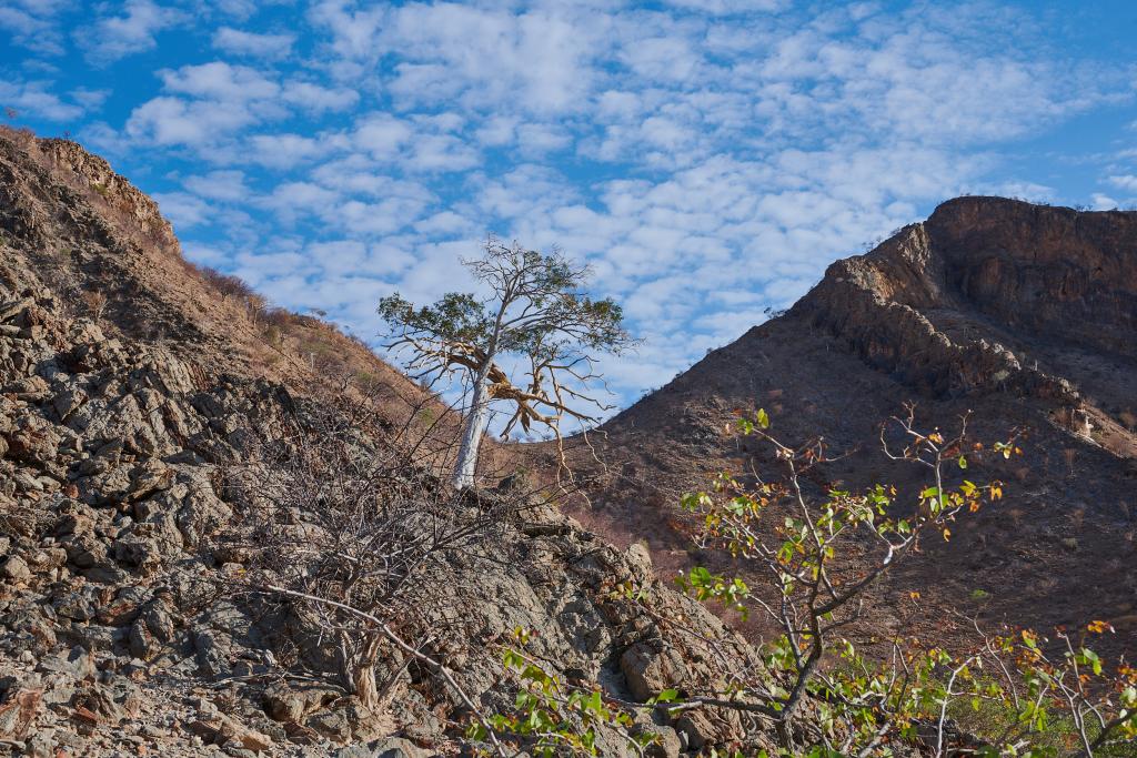 Le long de la rivière Hoanib [Namibie] - 2021