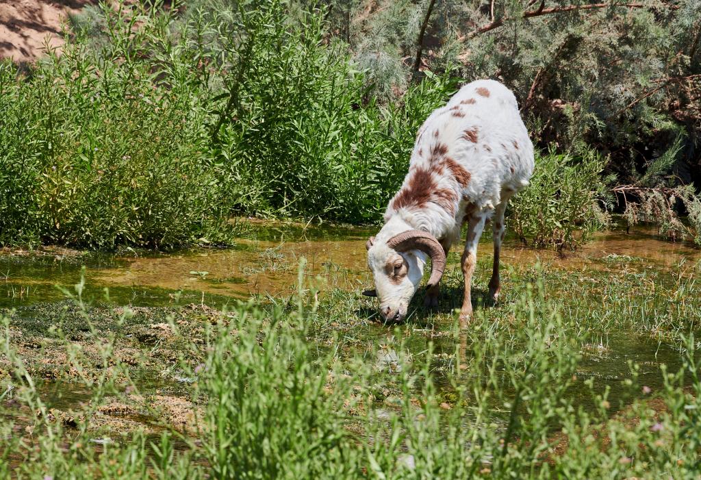 Le long de la rivière Hoanib [Namibie] - 2021