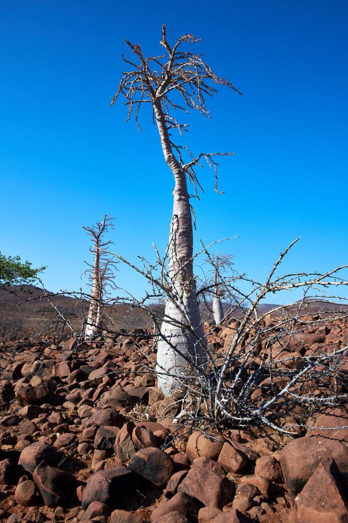 Massif du Brandberg [Namibie] - 2021