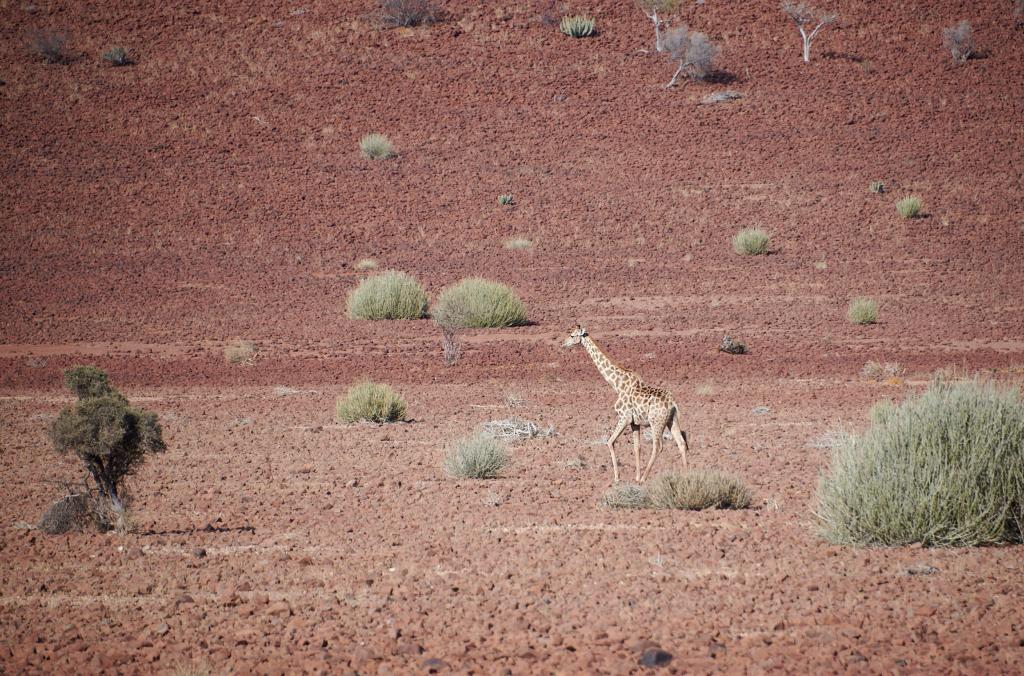 Le massif du Brandberg [Namibie] - 2021