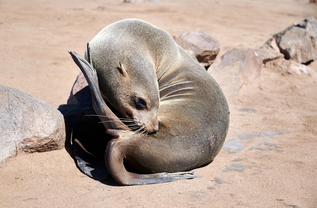 Les otaries de Cape Cross [Namibie] - 2021