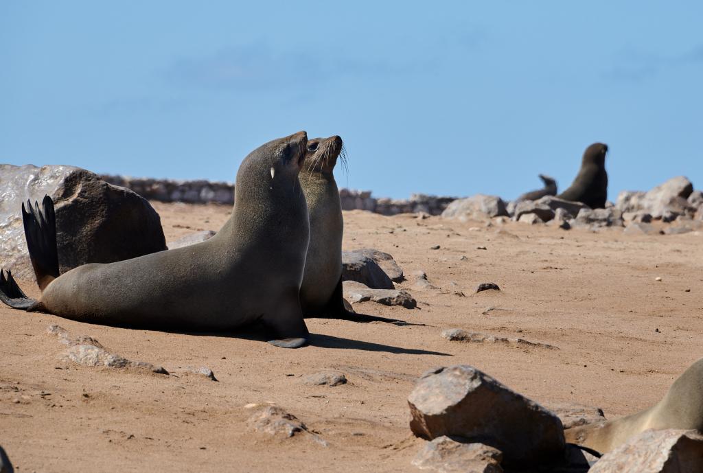 Les otaries de Cape Cross [Namibie] - 2021