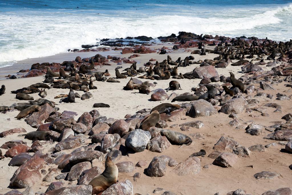 Les otaries de Cape Cross [Namibie] - 2021