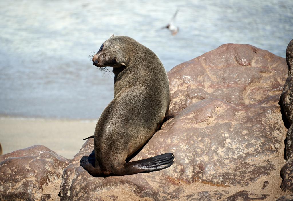 Les otaries de Cape Cross [Namibie] - 2021