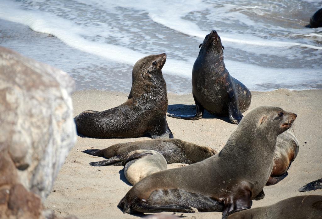 Les otaries de Cape Cross [Namibie] - 2021