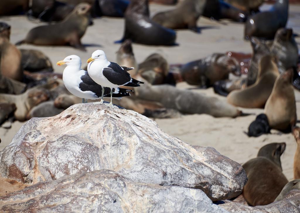 Les otaries de Cape Cross [Namibie] - 2021