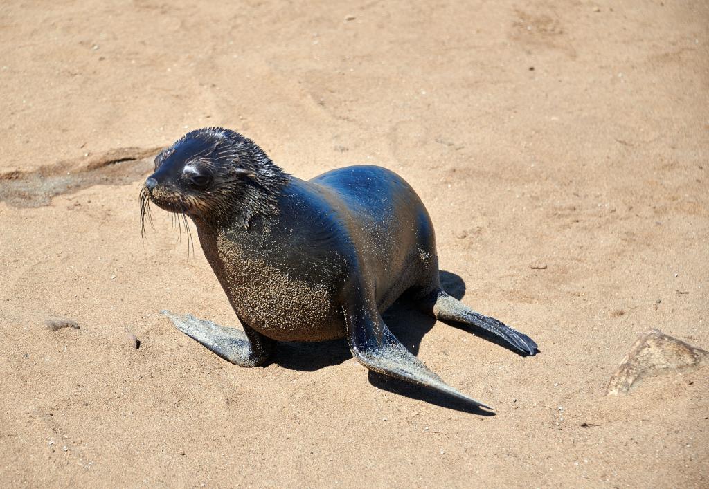 Les otaries de Cape Cross [Namibie] - 2021