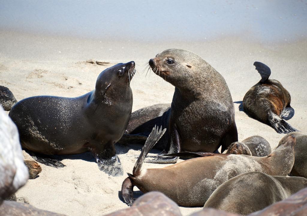 Les otaries de Cape Cross [Namibie] - 2021