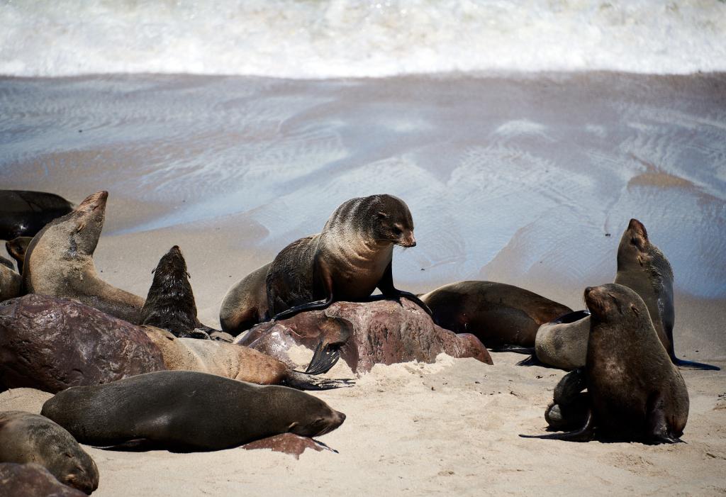 Les otaries de Cape Cross [Namibie] - 2021