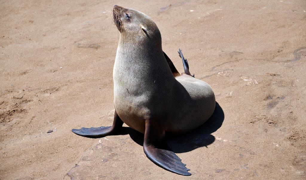 Les otaries de Cape Cross [Namibie] - 2021