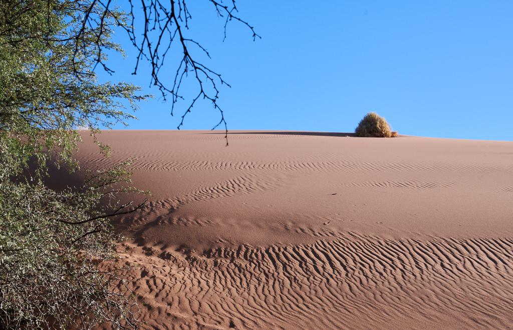 Homeb, désert du Namib [Namibie] - 2021