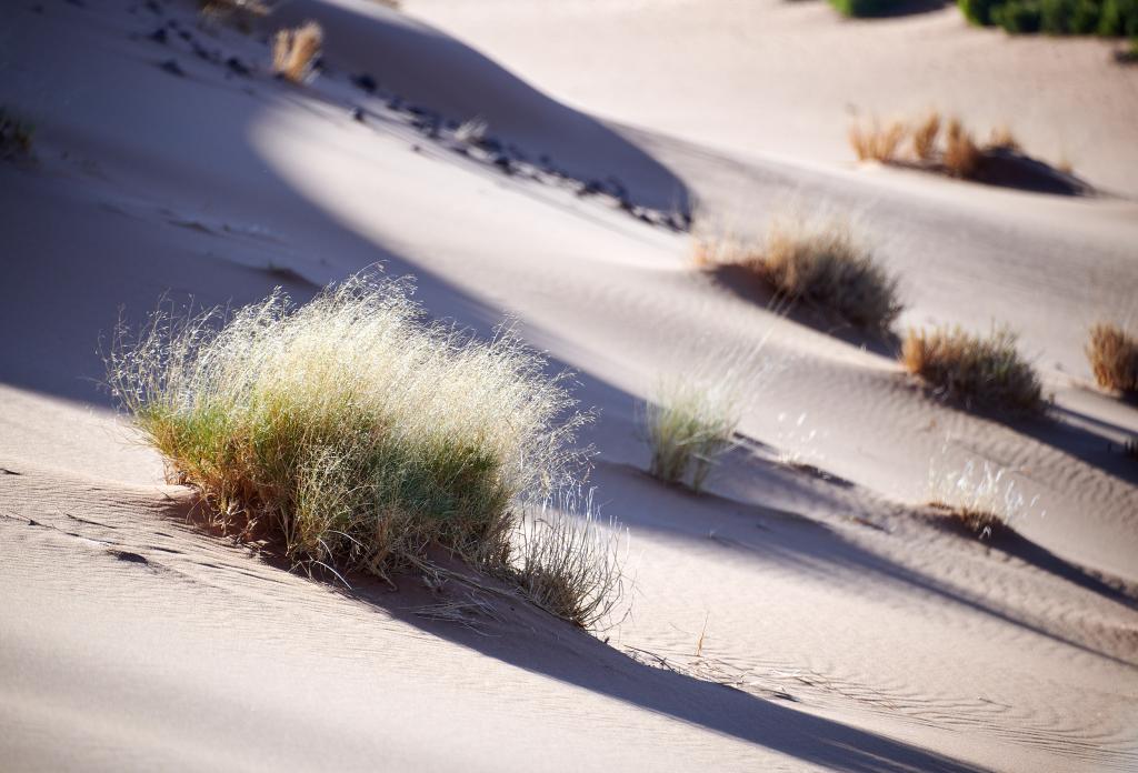 Homeb, désert du Namib [Namibie] - 2021