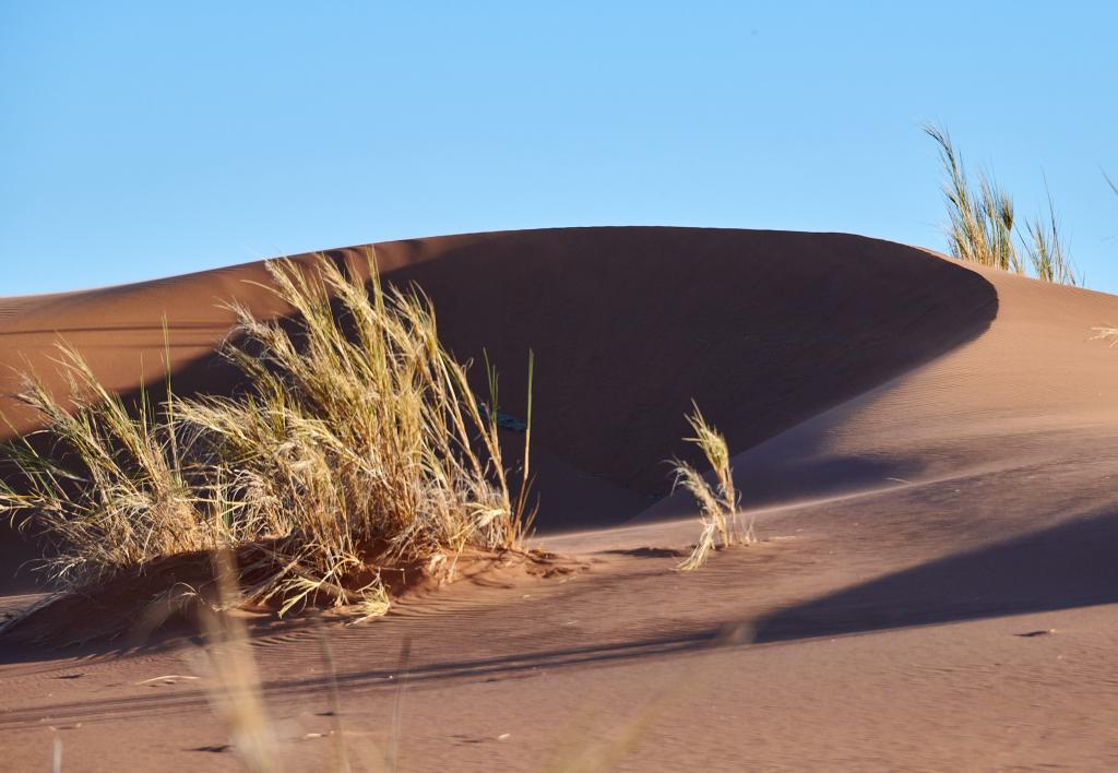 Homeb, désert du Namib [Namibie] - 2021