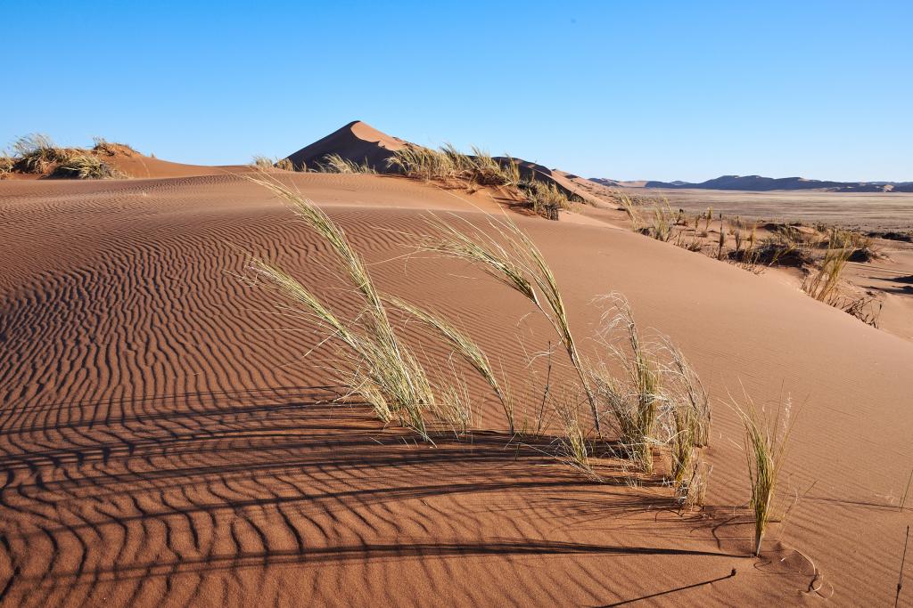 Homeb, désert du Namib [Namibie] - 2021