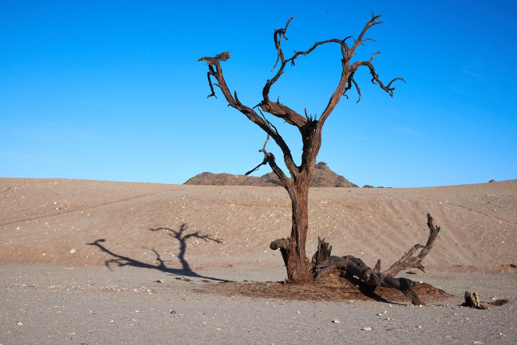 Homeb, désert du Namib [Namibie] - 2021