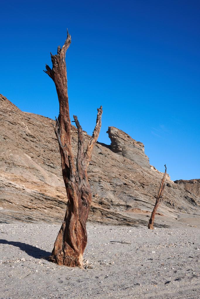 Homeb, désert du Namib [Namibie] - 2021