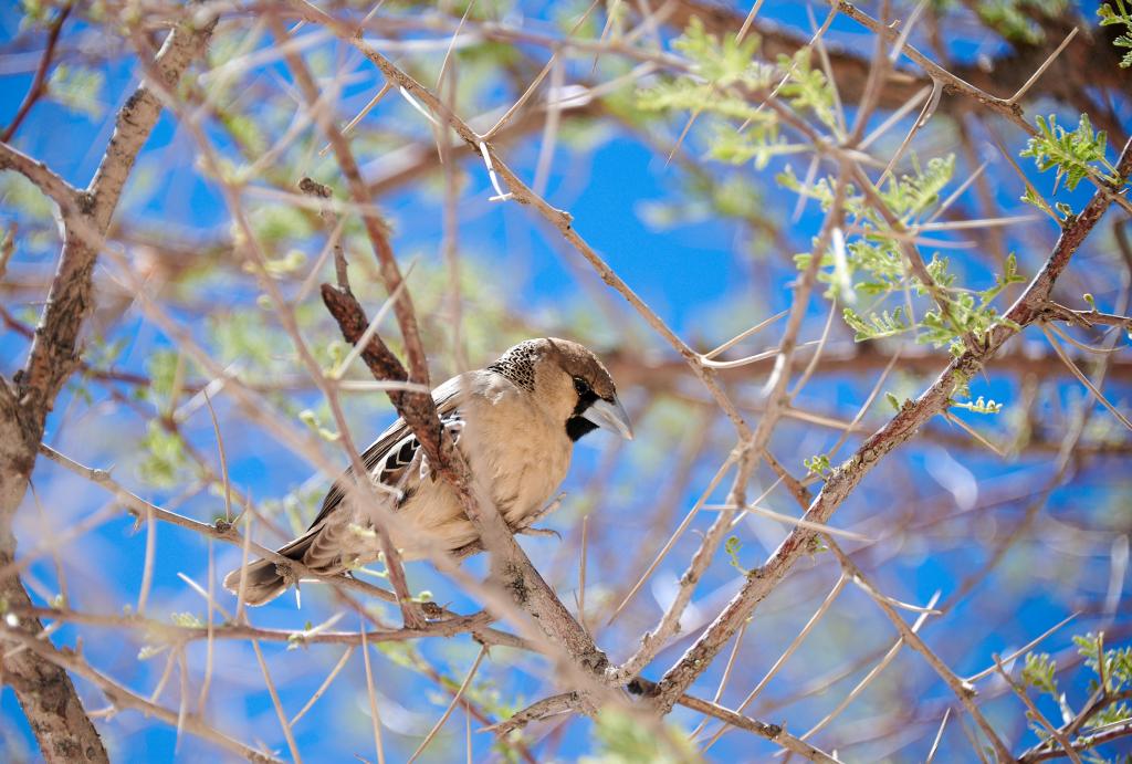 Solitaire [Namibie] - 2021