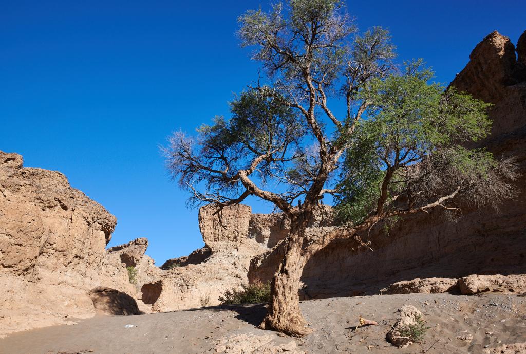 Dead Vlei, désert du Namib [Namibie] - 2021 