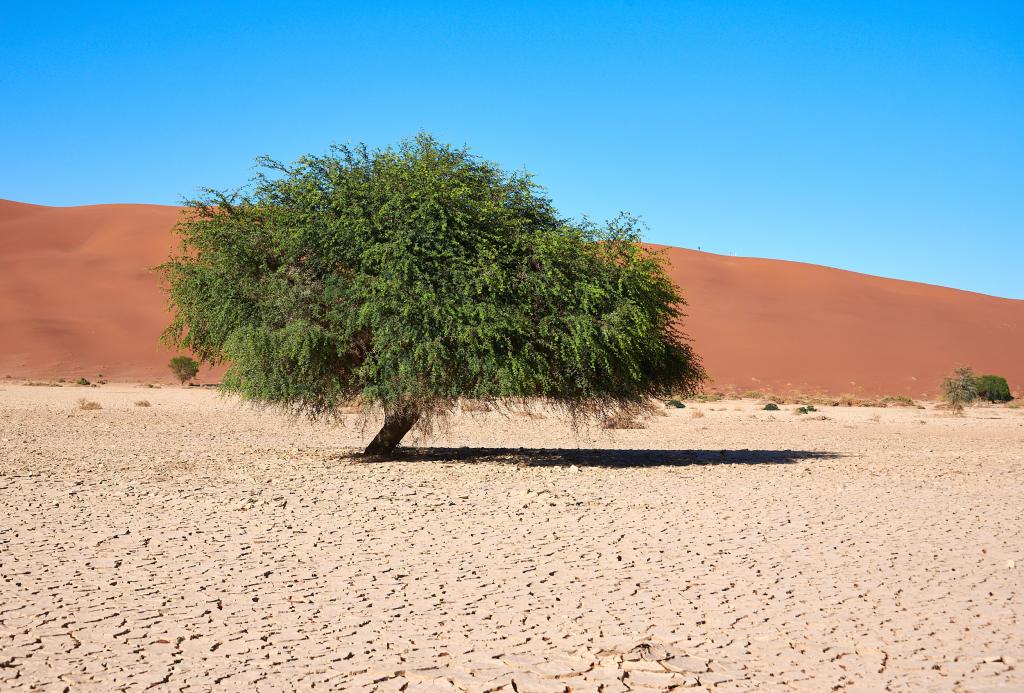 Dead Vlei, désert du Namib [Namibie] - 2021 