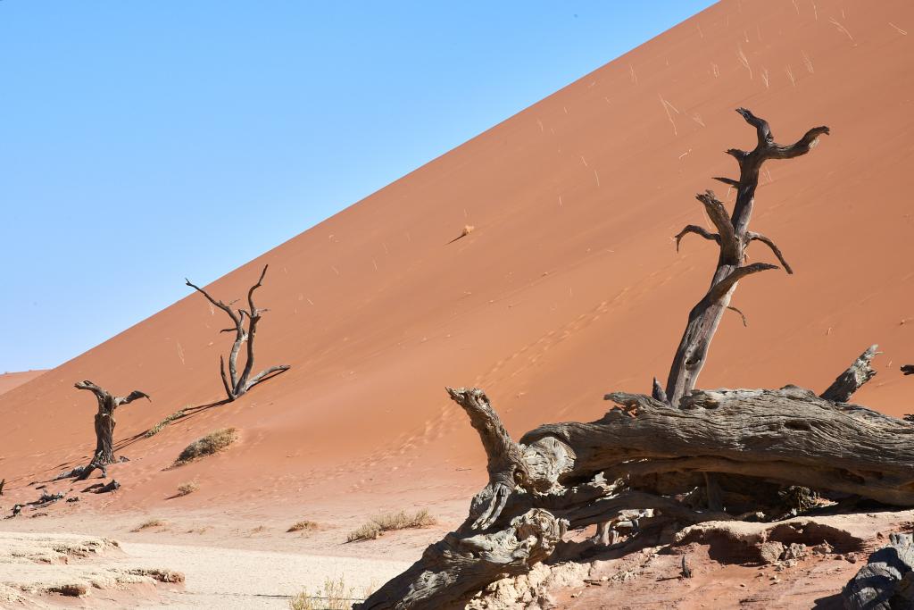 Dead Vlei, désert du Namib [Namibie] - 2021 