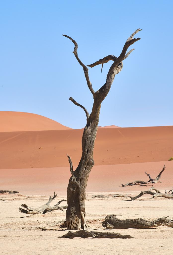 Dead Vlei, désert du Namib [Namibie] - 2021 