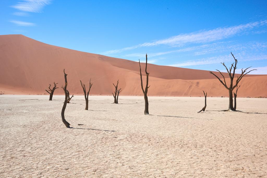 Dead Vlei, désert du Namib [Namibie] - 2021 