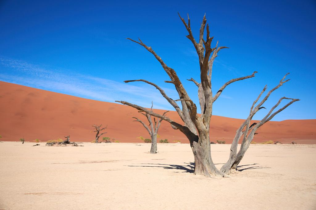 Dead Vlei, désert du Namib [Namibie] - 2021 