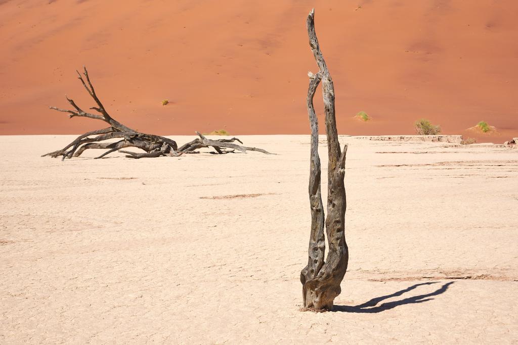 Dead Vlei, désert du Namib [Namibie] - 2021 