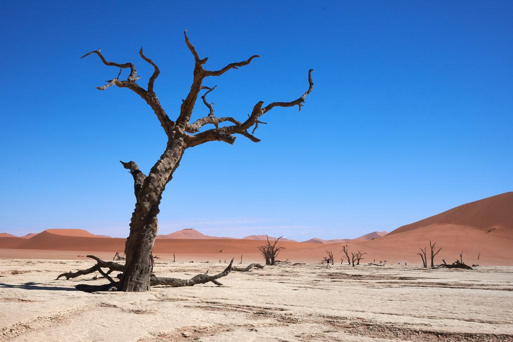 Dead Vlei, désert du Namib [Namibie] - 2021 