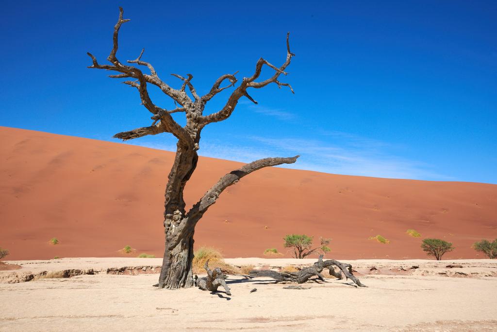 Dead Vlei, désert du Namib [Namibie] - 2021 