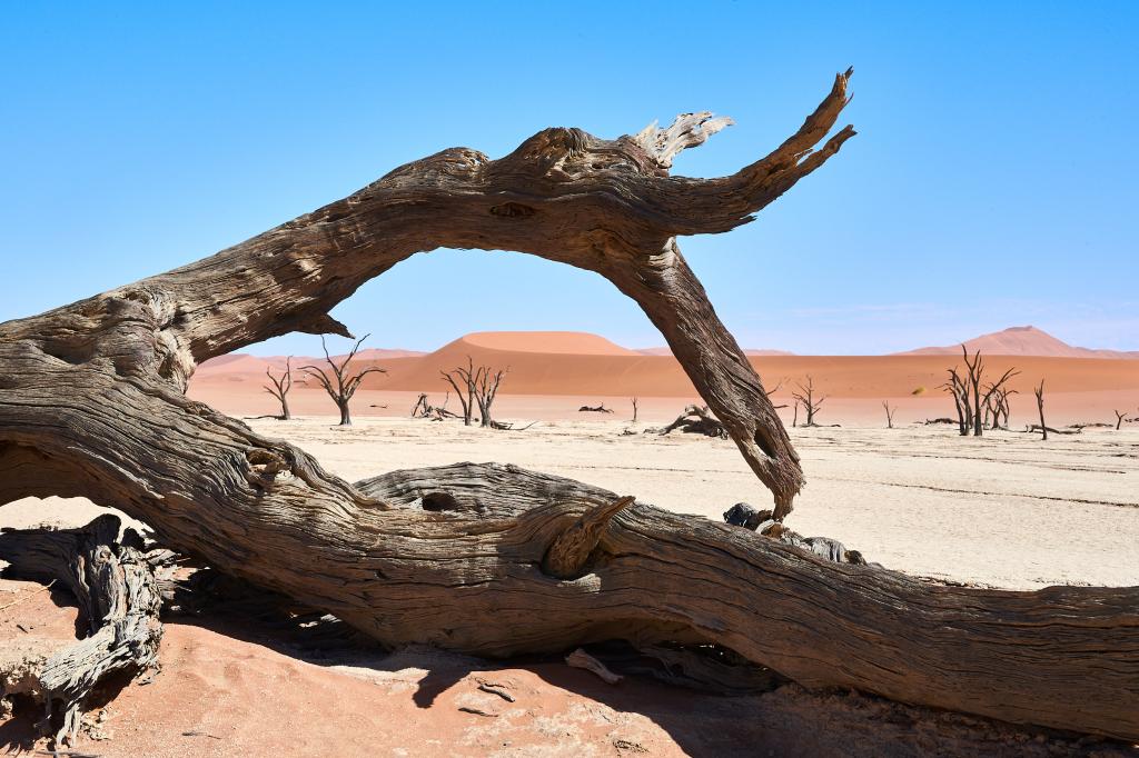 Dead Vlei, désert du Namib [Namibie] - 2021 