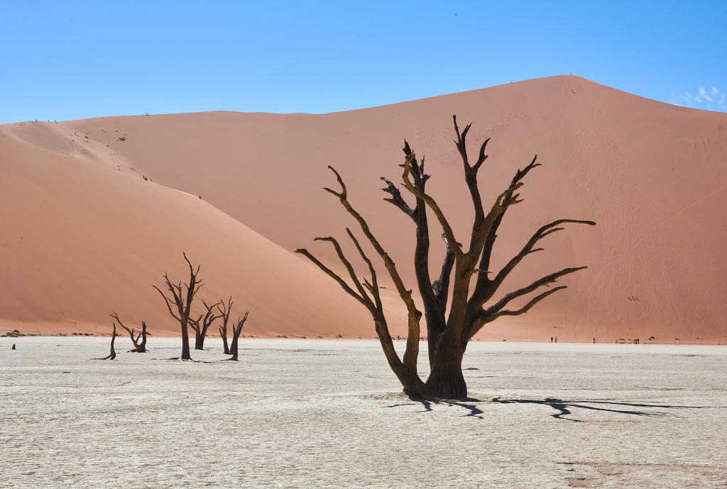 Dead Vlei, désert du Namib [Namibie] - 2021 