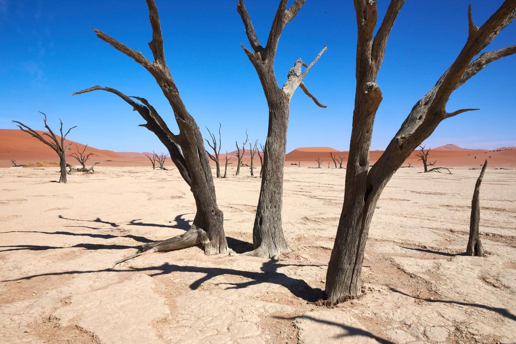 Dead Vlei, désert du Namib [Namibie] - 2021 