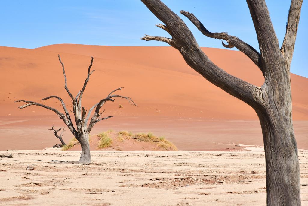 Dead Vlei, désert du Namib [Namibie] - 2021 