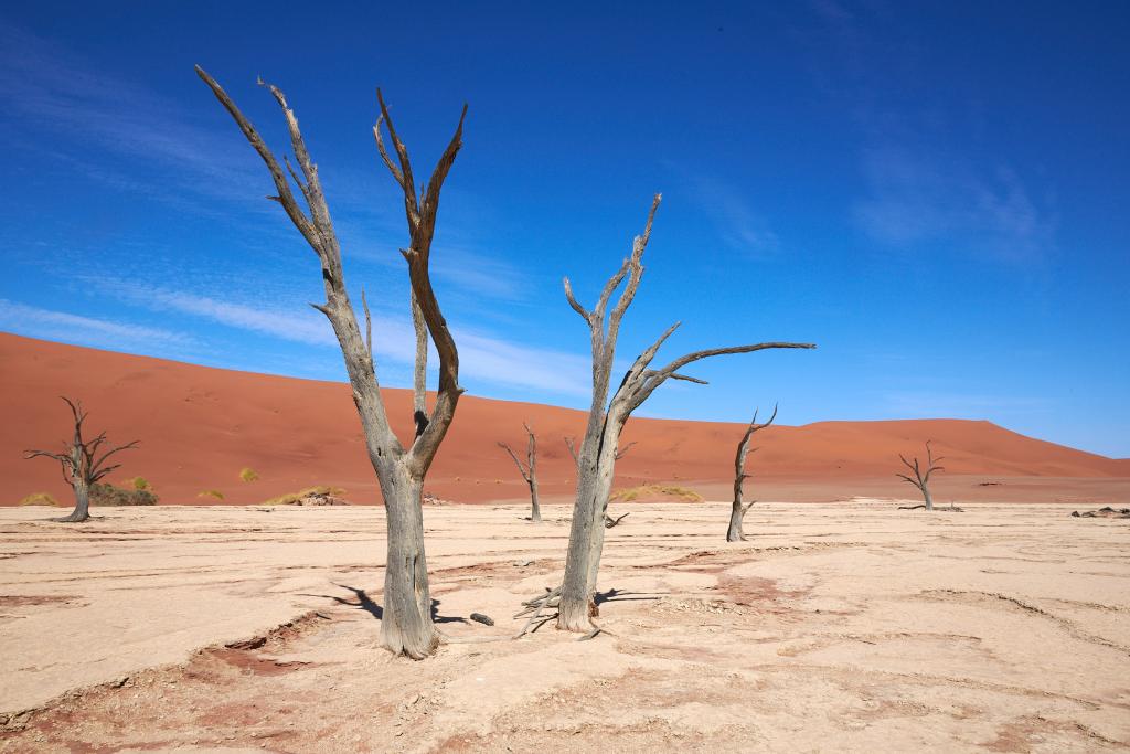 Dead Vlei, désert du Namib [Namibie] - 2021 