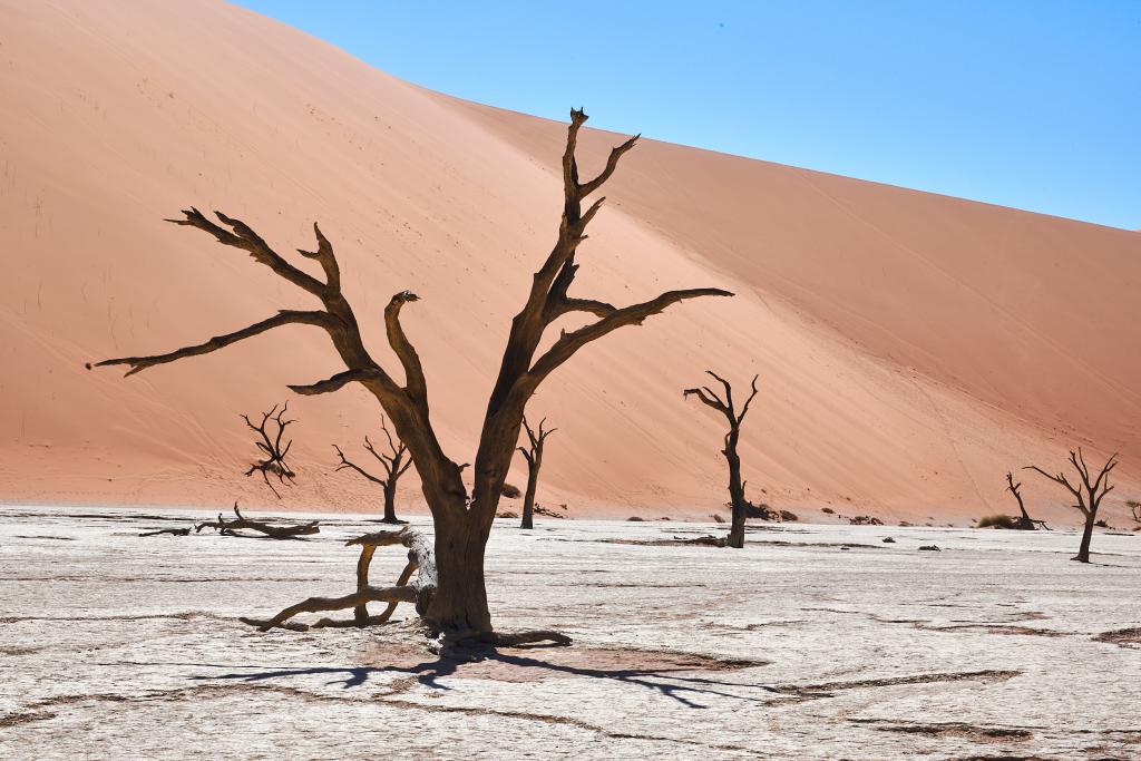 Dead Vlei, désert du Namib [Namibie] - 2021 