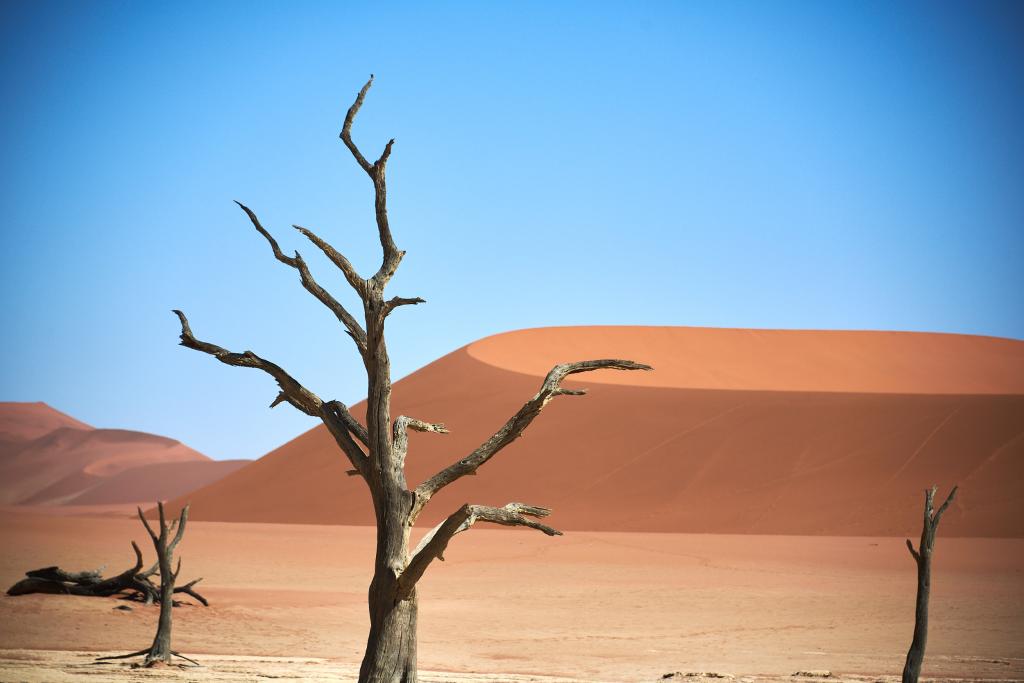 Dead Vlei, désert du Namib [Namibie] - 2021 