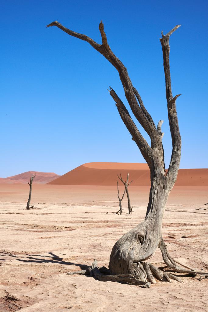 Dead Vlei, désert du Namib [Namibie] - 2021 