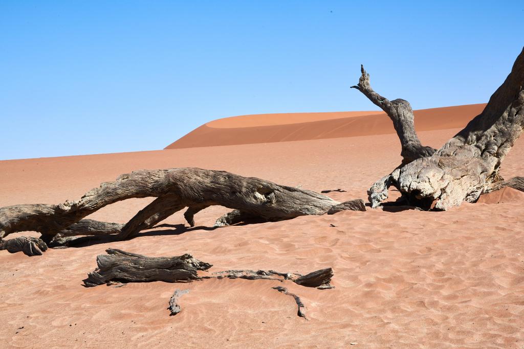 Dead Vlei, désert du Namib [Namibie] - 2021 