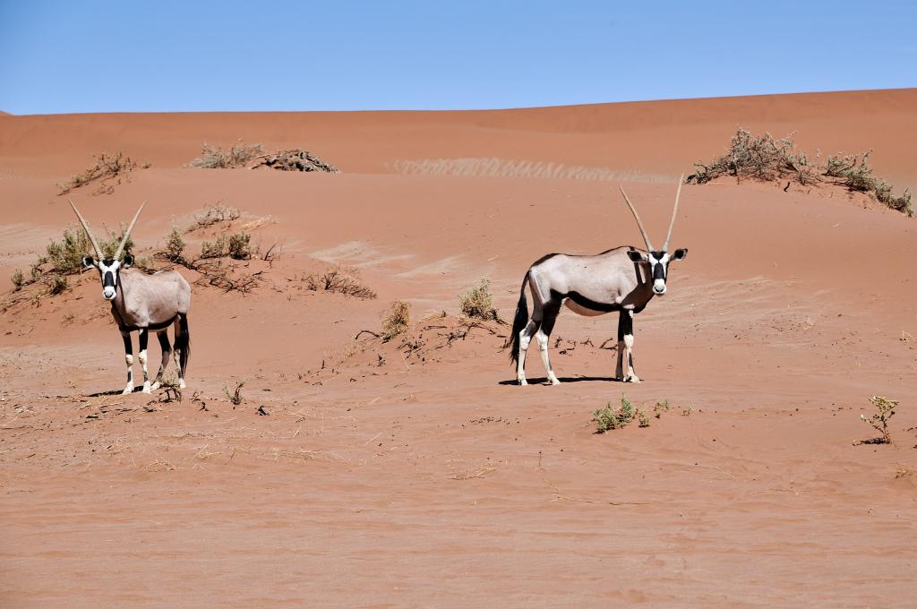 Dead Vlei, désert du Namib [Namibie] - 2021 