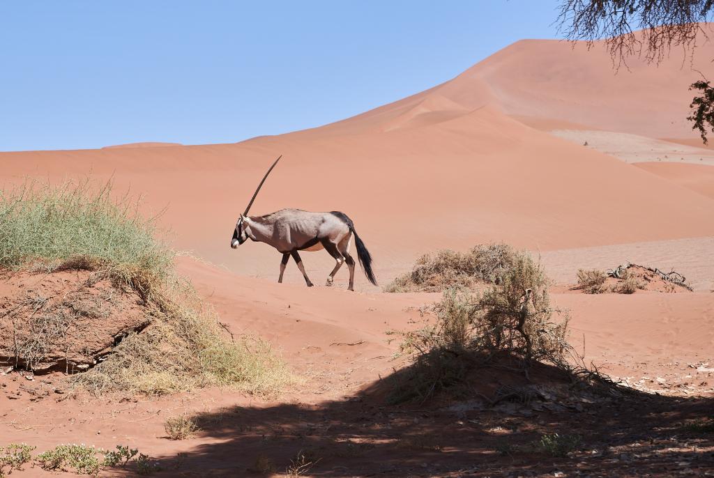 Dead Vlei, désert du Namib [Namibie] - 2021 